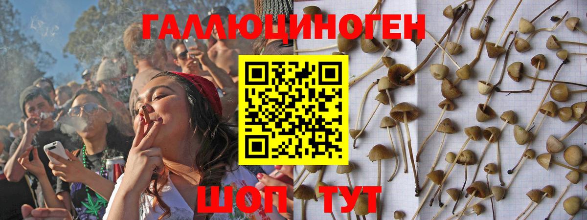 Истра  Галлюциногенные грибы Psilocybine cubensis  Псилоцибиновые грибы прущие грибы  Вход с VPN 